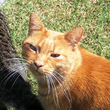 Chez Vivi * Arquà Petrarca