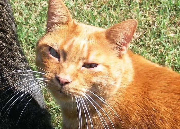 Chez Vivi * Arquà Petrarca